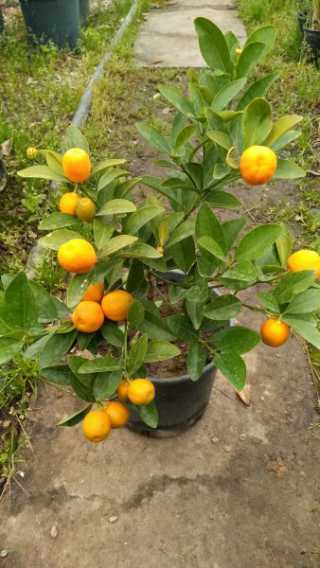 Bodur Mandalina Fidanı