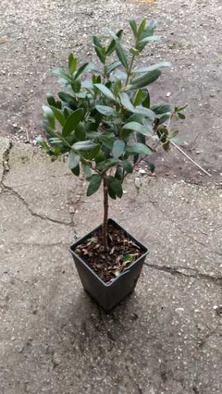 Bonsai Zeytin Ağacı