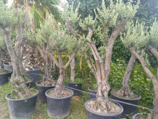 Bonsai Zeytin Ağacı 15 Yaş