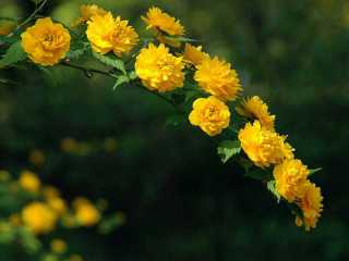 Kanarya Gülü - Sarı Kanarya Çiçeği
