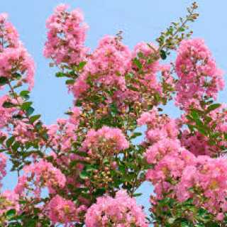 Pembe Çiçekli Oya Ağacı Fidanı