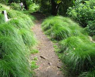 Carex