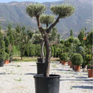 Bonsai Zeytin Ağacı  15 yaş