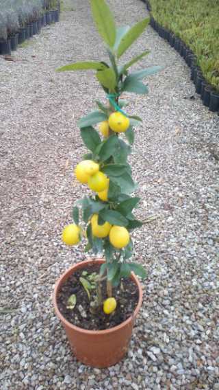 Bodur Limon Fidanı