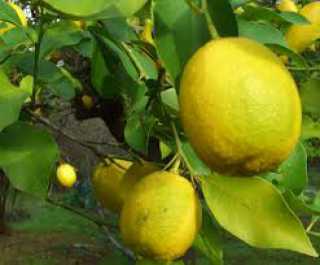 Limon Fidanı - Yediveren