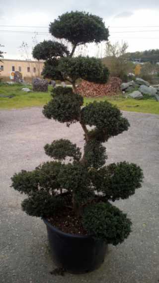 Bonsai Çoban Püskülü Ağacı