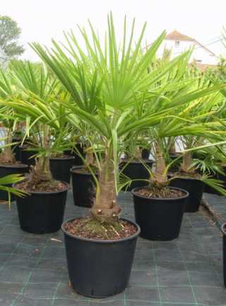 Palmiye Ağacı-Marmara Palmiyesi