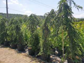 Ters Himalaya Sediri