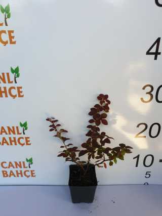Kadın Tuzluğu