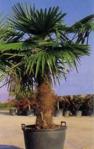 Palmiye Ağacı - Marmara Palmiyesi