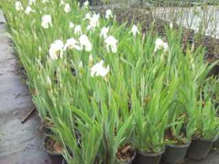 Beyaz Zambak Çiçeği