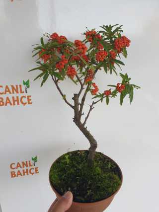 Bonsai BodurAteş