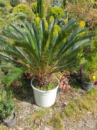 Sikas (Cycas)
