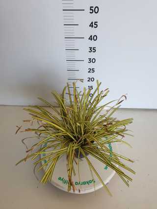 Carex Evergold