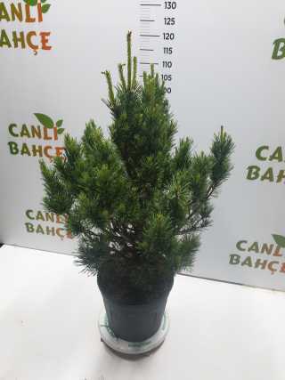 Bonsai Çam Ağacı