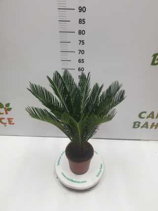 Sikas-Cycas-Sago (5 yaş)