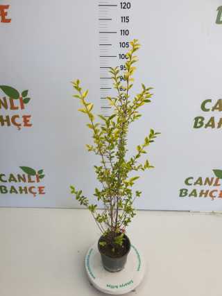 Kurtbağrı Ligustrum Alaca Yapraklı