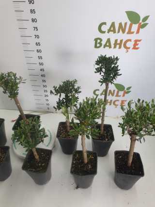 Bonsai Zeytin Ağacı 5 yaş