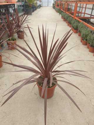 Cordyline - Kardolin