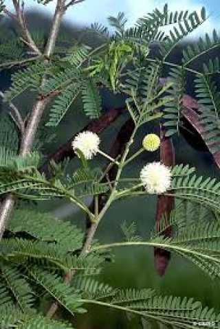 Ada Mimozası - Beyaz Çiçekli Mimoza