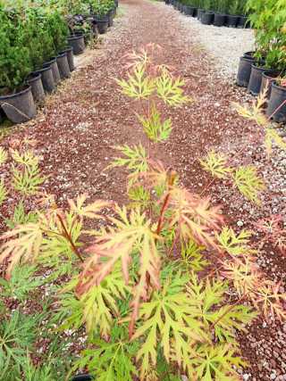 Acer Palmatum (Dantel Yapraklı)