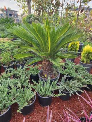 Sikas (Cycas)