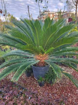 Sikas-Cycas-Sago (20 yaş)