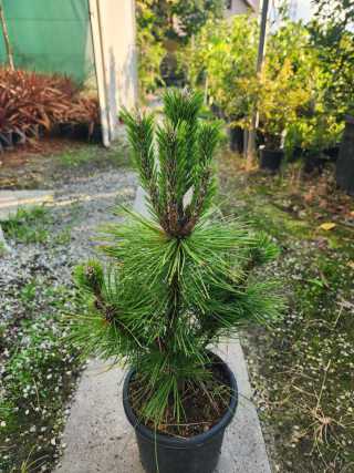 Japon Karaçamı