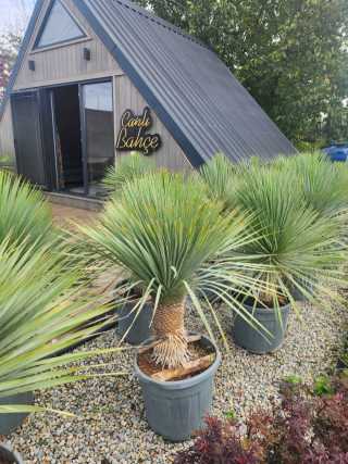 Mavi Yucca