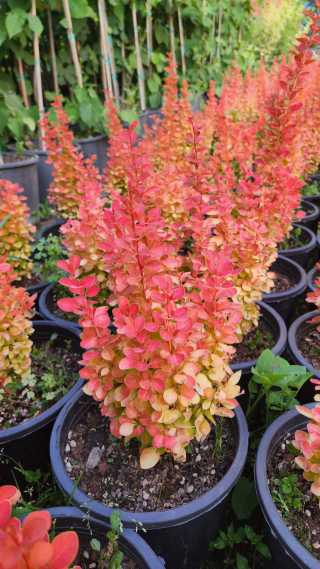 Kadın Tuzluğu Turuncu Yapraklı İthal