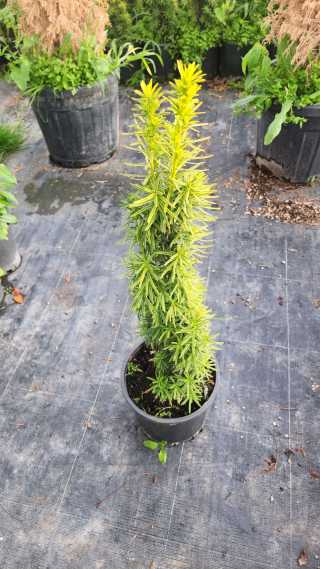 Altuni Sütun Porsuk