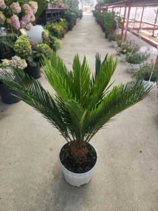 Sikas-Cycas-Sago Palmiyesi (3yaş)