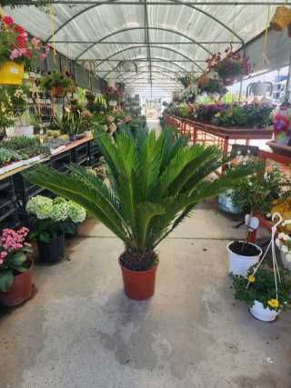 Sikas-Cycas-Sago Palmiyesi (5-6 yaş)