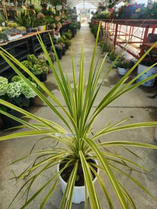 Cordyline Lime (Yeşil Beyaz)