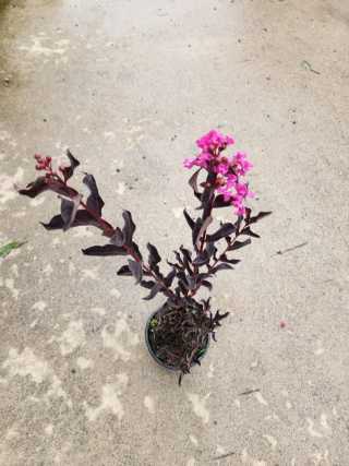 Pembe Çiçekli Oya Ağacı Fidanı